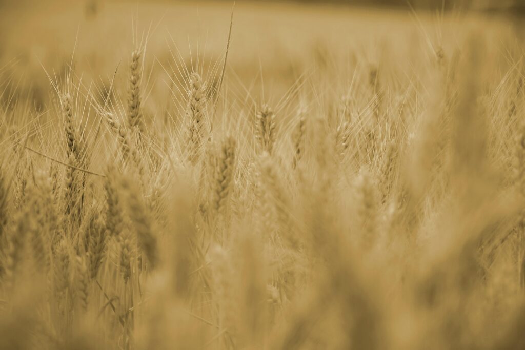 wheat