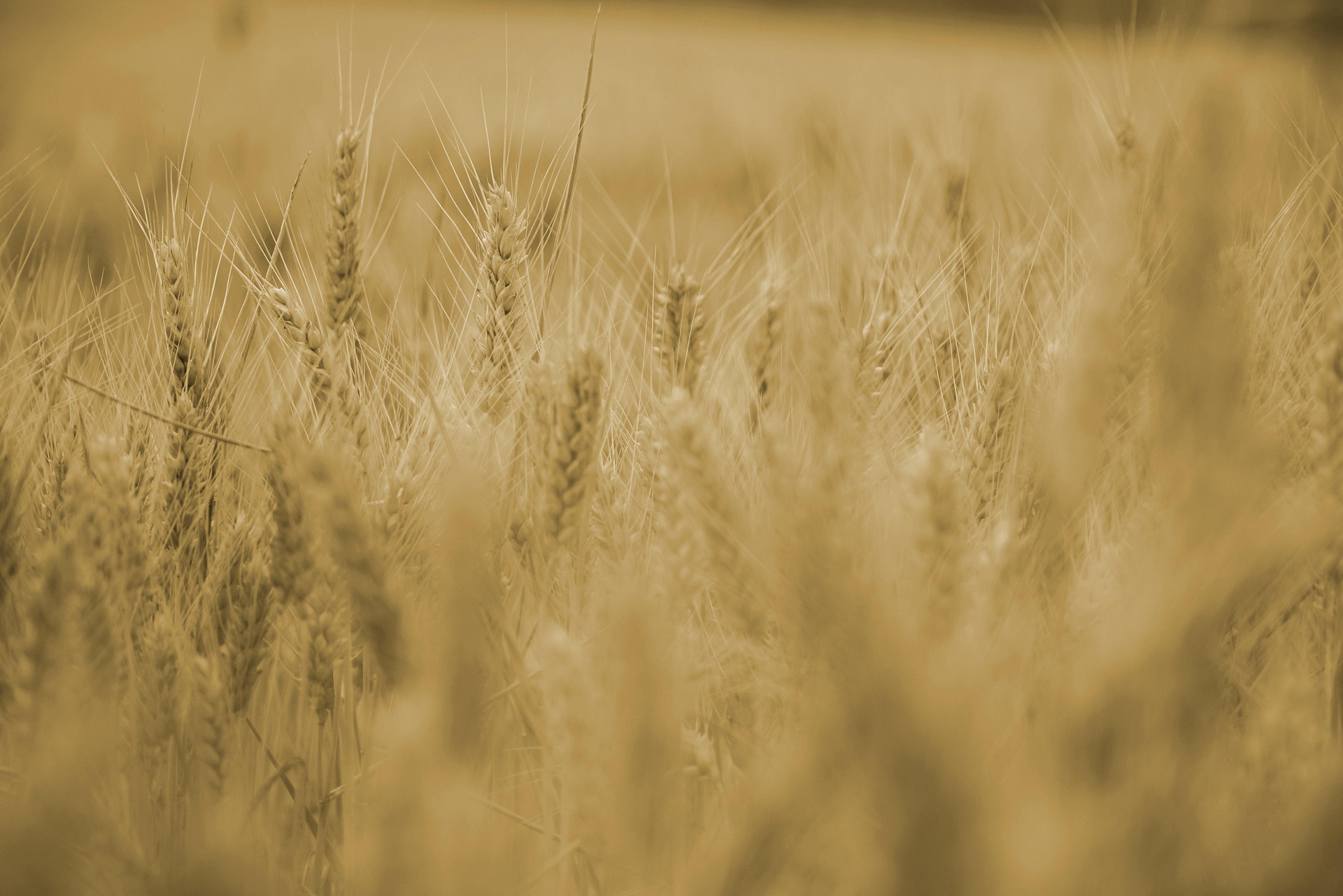 wheat